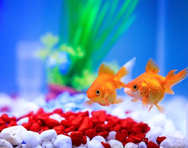 Descubre el significado de soñar con peces saltando de la pecera