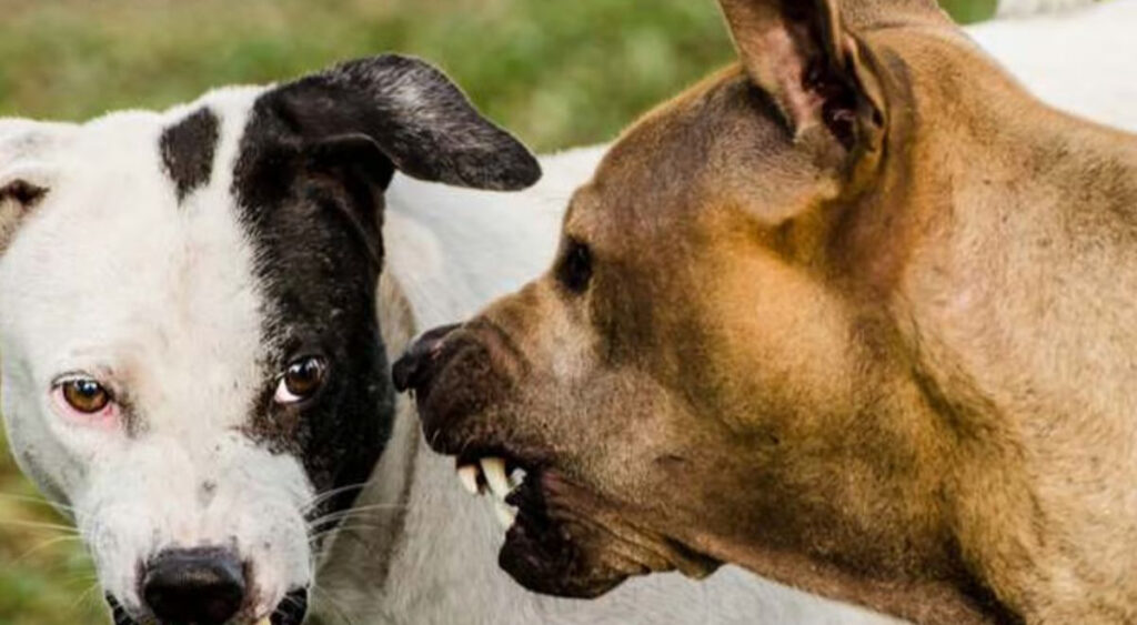 Descubre el significado de soñar con pelea de perros