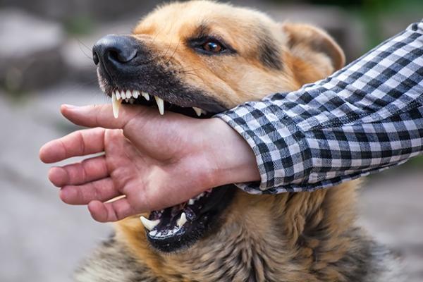 Descubre el significado de soñar con perros mordiendo tus manos