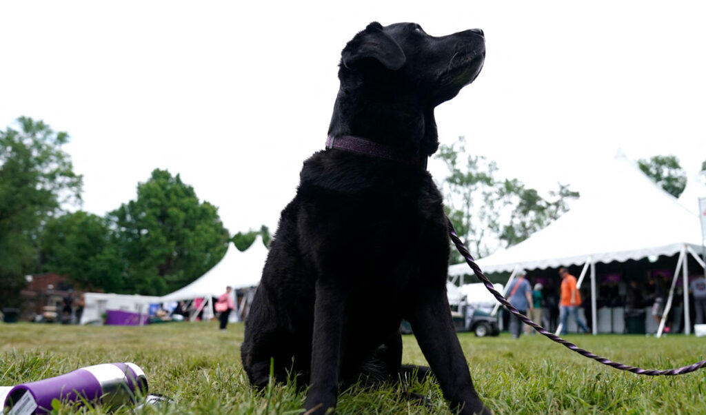 Descubre el significado de soñar con perros negros de distintos tamaños