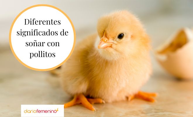 Descubre el significado de soñar con pollitos y patitos