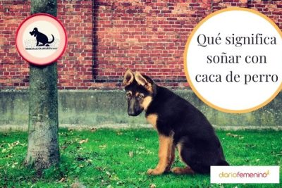 Descubre el significado de soñar con popo de perro y gato