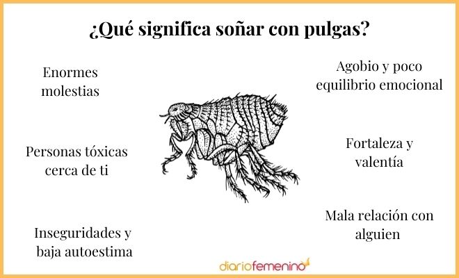 Descubre el significado de soñar con pulgas en tu cuerpo