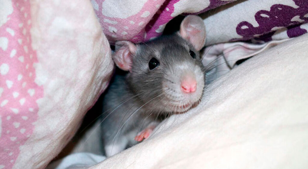 Descubre el significado de soñar con ratas bajo la cama