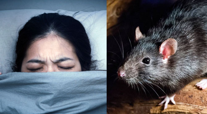 Descubre el significado de soñar con ratas vivas y muertas
