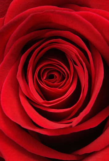 Descubre el significado de soñar con rojo y rosa en tu vida amorosa