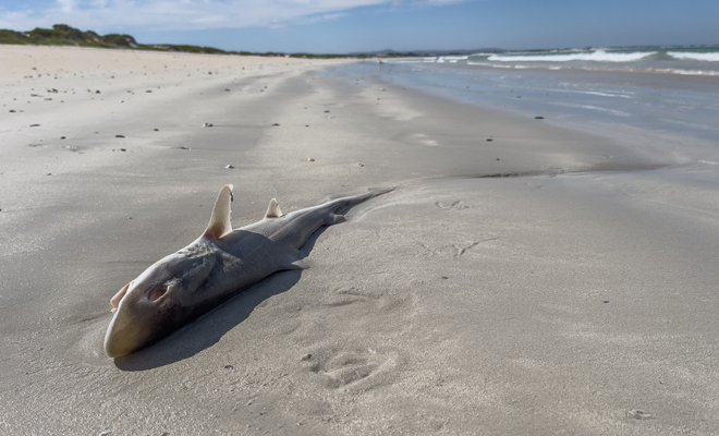 Descubre el significado de soñar con sardinas muertas en la playa