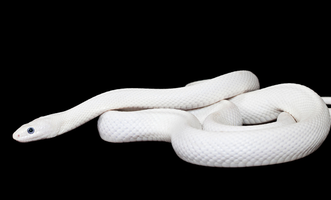 Descubre el significado de soñar con serpiente blanca mordiéndote