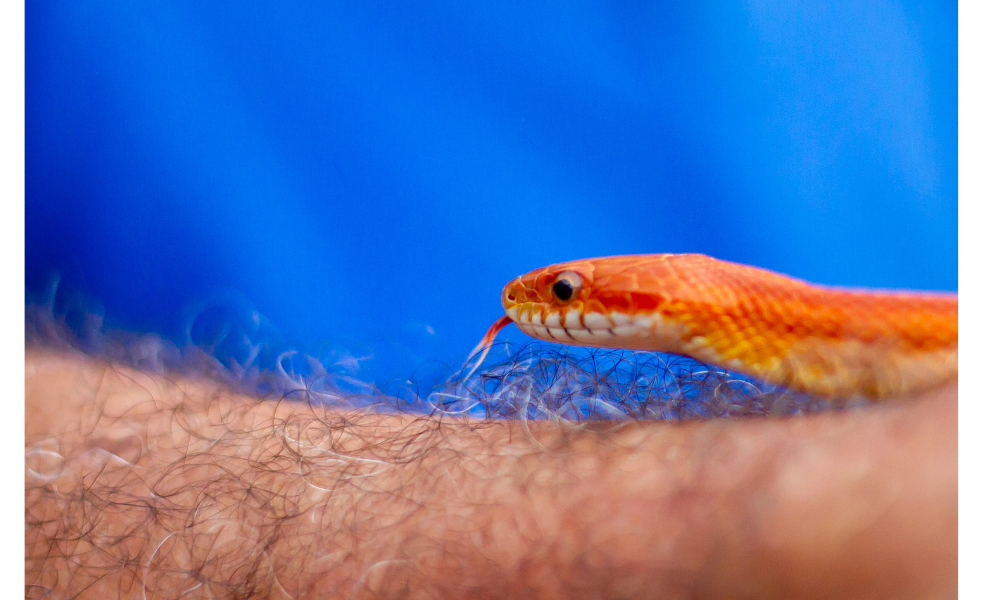 Descubre el significado de soñar con serpiente naranja gigante