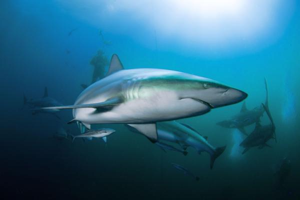 Descubre el significado de soñar con tiburones devoradores