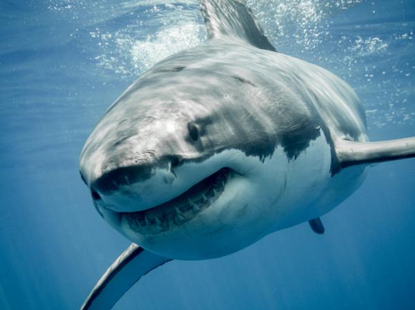 Descubre el significado de soñar con tiburones que te atacan