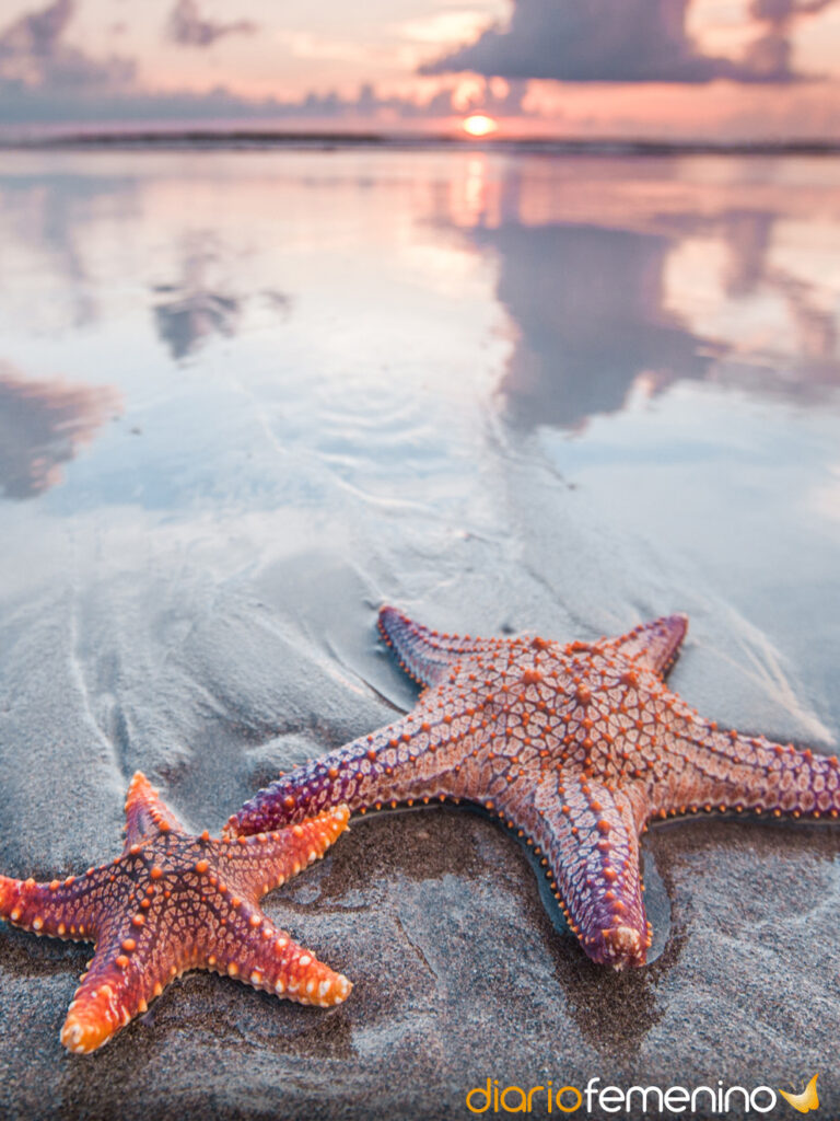 Descubre el significado de soñar con tocar una estrella de mar