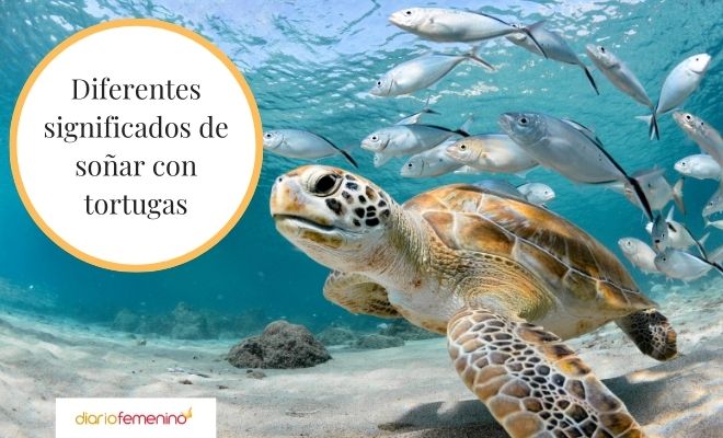 Descubre el significado de soñar con tortugas de agua y piscina