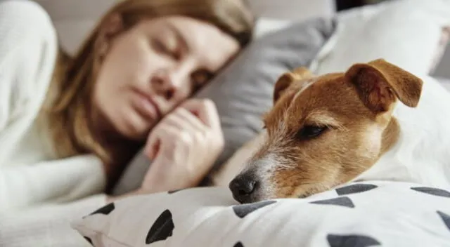 Descubre el significado de soñar con tu mascota en coma