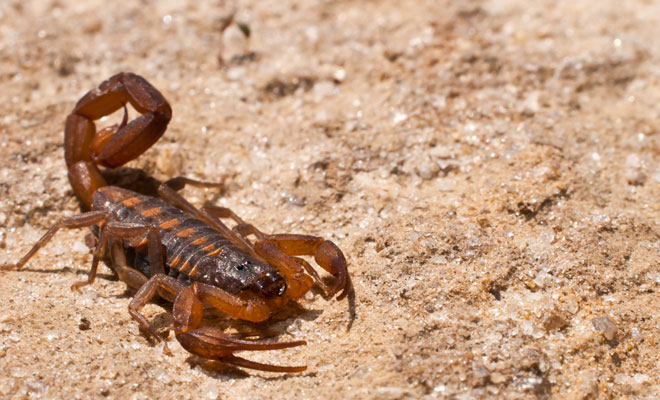 Descubre el significado de soñar con un animal en la cama