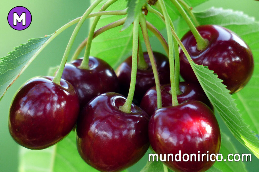 Descubre el significado de soñar con un árbol de cerezas en abundancia