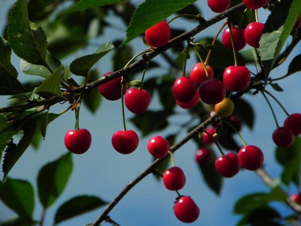 Descubre el significado de soñar con un árbol de cerezas maduras