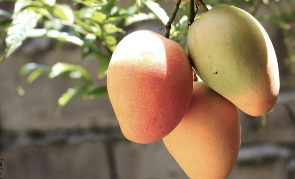 Descubre el significado de soñar con un árbol de mangos verdes