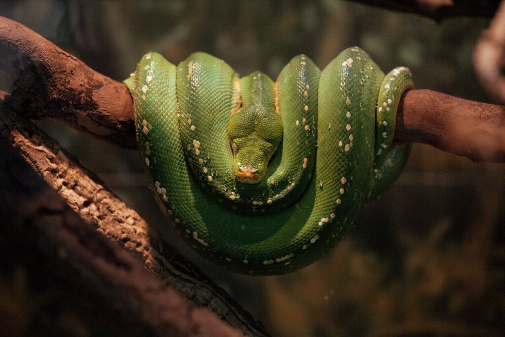 Descubre el significado de soñar con un árbol lleno de serpientes