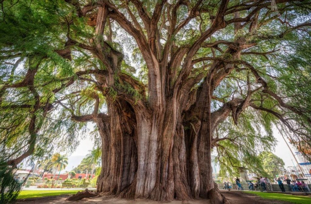 Descubre el significado de soñar con un árbol majestuoso