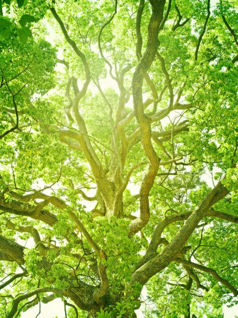 Descubre el significado de soñar con un árbol verde y majestuoso