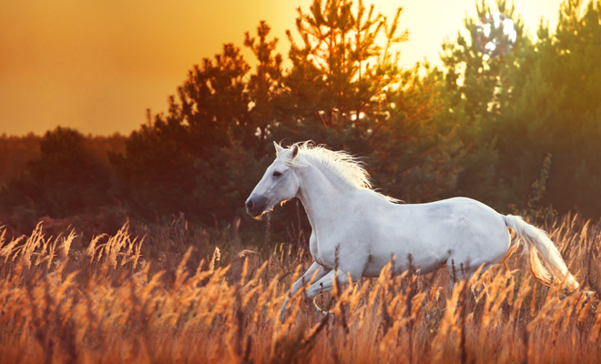 Descubre el significado de soñar con un caballo blanco en el cielo