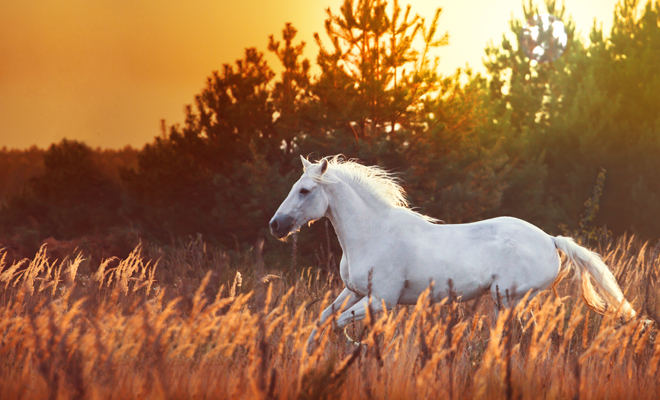 Descubre el significado de soñar con un caballo blanco gigante