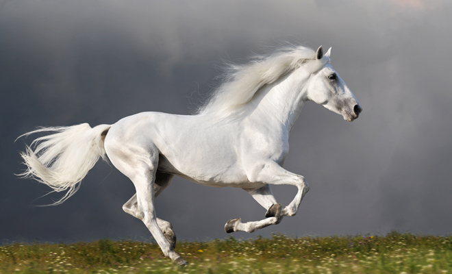 Descubre el significado de soñar con un caballo blanco persiguiéndote