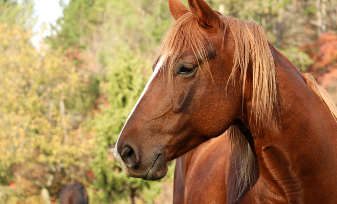 Descubre el significado de soñar con un caballo marrón