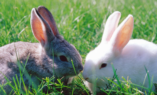 Descubre el significado de soñar con un conejo azul y blanco