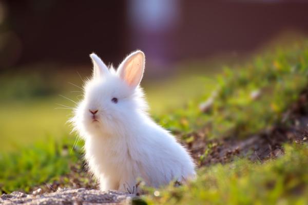 Descubre el significado de soñar con un conejo blanco cuidador