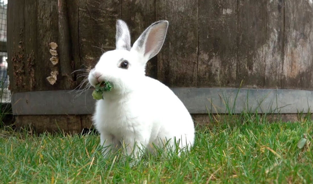 Descubre el significado de soñar con un conejo blanco y negro