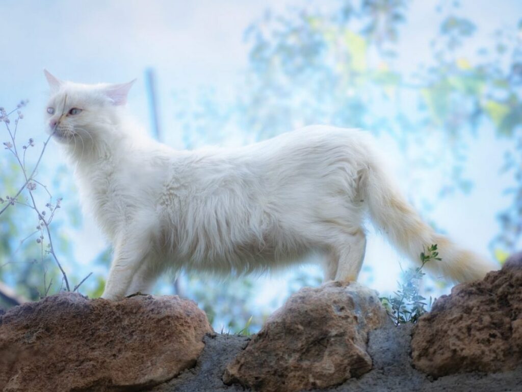 Descubre el significado de soñar con un gato blanco agresivo