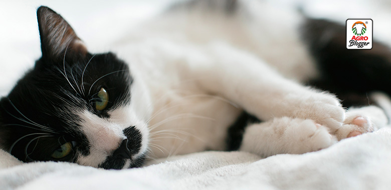 Descubre el significado de soñar con un gato blanco con manchas negras