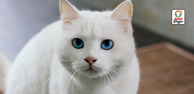 Descubre el significado de soñar con un gato blanco de ojos azules