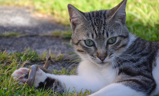 Descubre el significado de soñar con un gato comiendo una serpiente