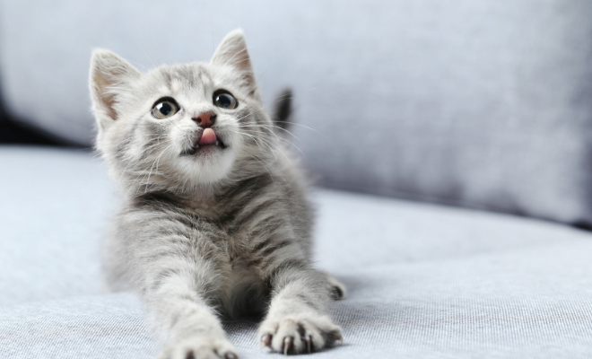 Descubre el significado de soñar con un gato gris y blanco