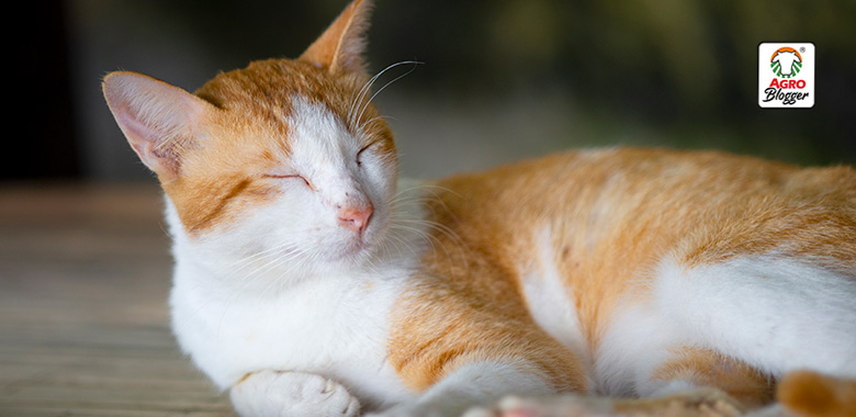 Descubre el significado de soñar con un gato naranja y blanco