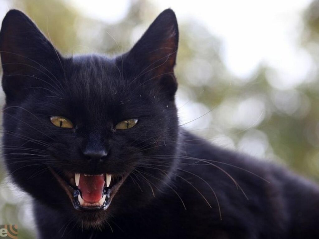 Descubre el significado de soñar con un gato negro de ojos rojos