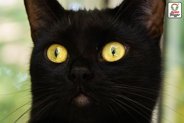 Descubre el significado de soñar con un gato negro que te mira