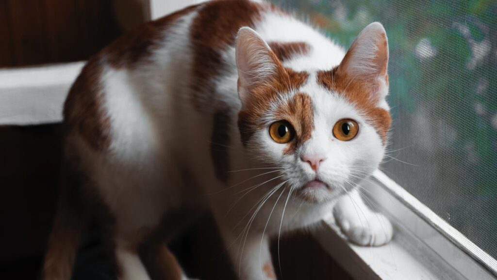 Descubre el significado de soñar con un gato peleando con un pájaro