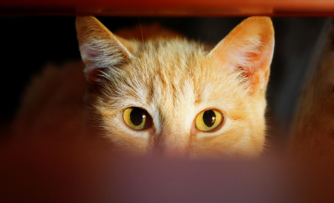 Descubre el significado de soñar con un gato que te observa