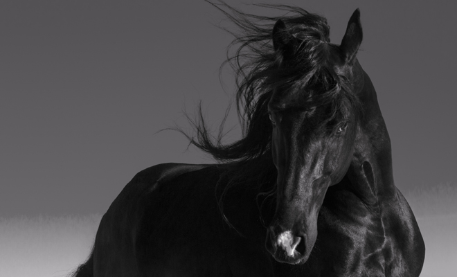 Descubre el significado de soñar con un hermoso caballo negro