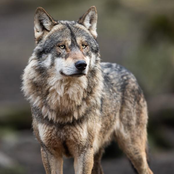 Descubre el significado de soñar con un lobo blanco y dos negros