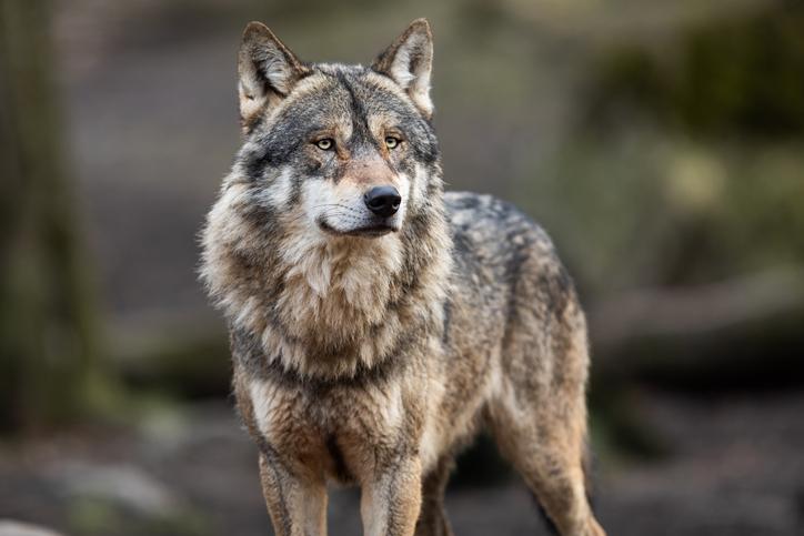 Descubre el significado de soñar con un lobo que te ataca