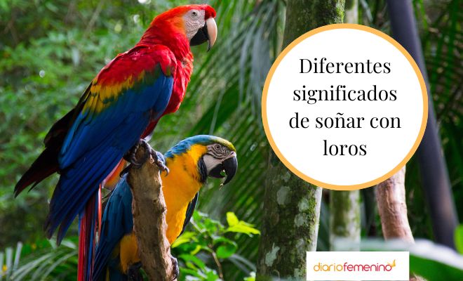 Descubre el significado de soñar con un loro multicolor