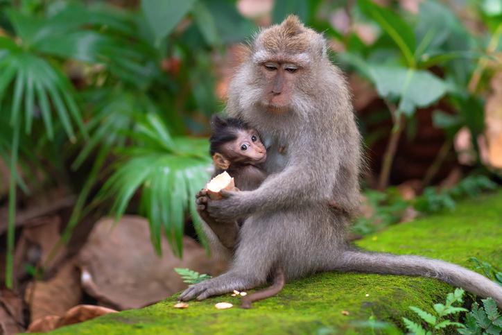 Descubre el significado de soñar con un mono abrazándote