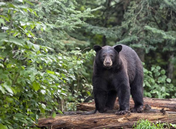 Descubre el significado de soñar con un oso persiguiéndote