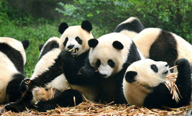 Descubre el significado de soñar con un panda con sombrero vaquero