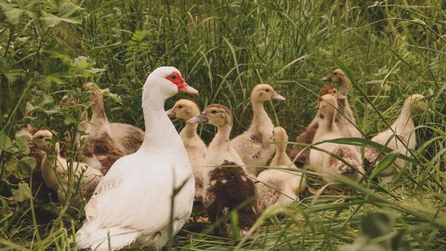 Descubre el significado de soñar con un pato blanco persiguiéndote